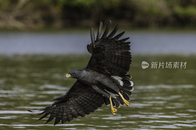 大黑鹰(Buteogallus urubitinga)是鹰科的一种猛禽。在巴西潘塔纳尔捕鱼觅食。